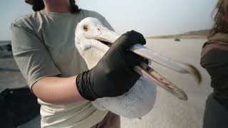 Hat Island pelican banding [upl. by Seravart]