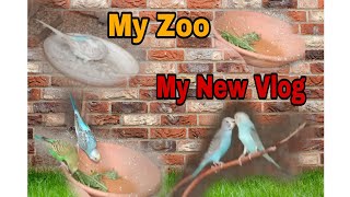 My zoo My new vlog Australian parrot lover subscribe my chennel Bird lover subscribe [upl. by Wye]