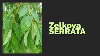 Zelkova SERRATA potatura e analisi specie [upl. by Elwood802]