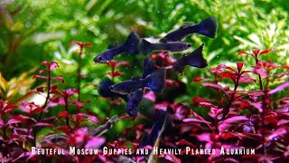 Natural Planted Aquarium With Rich Colors [upl. by Carolynne]