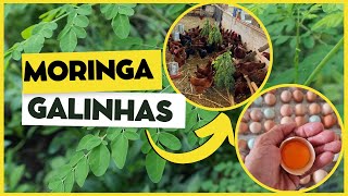 MORINGA para GALINHAS como usar a moringa oleífera na alimentação das aves [upl. by Einnhoj630]