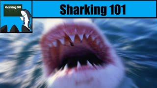 Sharking 101 Thrashing and Shark Damage [upl. by Udall]