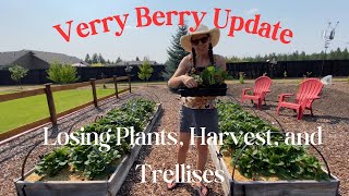 Berry Update Tour Harvest Preserving and New Trellises [upl. by Adnilema736]