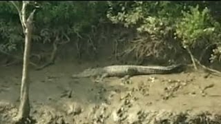 Safari India Mangroves of Bhitarkanika that saved many during the 1999 cyclone Aired March 2006 [upl. by Ariajay]