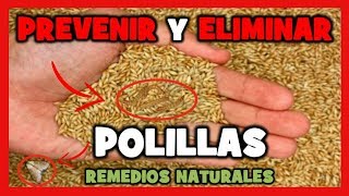 REMEDIOS NATURALES para ELIMINAR las POLILLAS EN TUS PÁJAROS ❌100 FUNCIONA [upl. by Aikan]