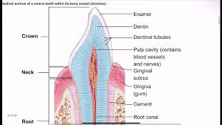 Ch 23 Digestive System Pt 3 Accessory Organs [upl. by Flo]