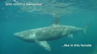 Mysterious circles of basking sharks explained [upl. by Courtnay425]