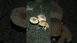 Marasmius siccus old form fungi mushroom [upl. by Netnert]