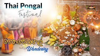 Thai Pongal Festival  Wandering තෛපොන්ගල් [upl. by Anawed374]