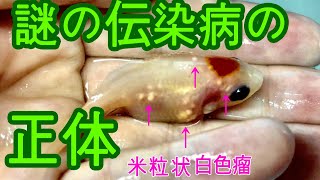 金魚の病気 粘液胞子虫ミクソボルスmyxobolus 抗酸菌症と酷似した病気？ [upl. by Luthanen]