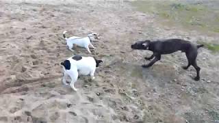 Jack Russell Terrier vs Spanish Water Dog vs Bodeguero Andaluz [upl. by Thora]