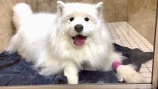 My dog smiles at her mom after being hospitalized all day [upl. by Gagne]