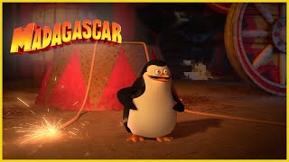 El pingüino mas gracioso  DreamWorks Madagascar en Español Latino [upl. by Anikahs926]