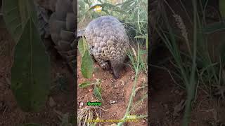 Pangolins The Scaled Mammals 🦠 shorts buzzbilt [upl. by Schuler]