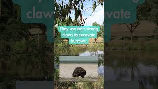 Have you heard about the echidnas burrowing behavior Australia nature Echidna behaviour [upl. by Rye]