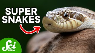 6 Sneaky Snakes That Might Freak You Out [upl. by Queena]