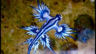 Facts The Blue Sea Dragon [upl. by Aynuat157]