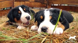 Vidéo bébé chiot Bouvier Suisse  comment prendre soin de sa santé [upl. by Acenes]