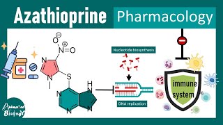 Azathioprine  Mode of action of Azathioprine  Immunosuppressant [upl. by Esyli862]