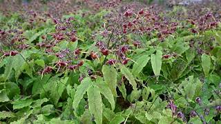 Epimedium Barrenwort Production Tips amp Upcoming Varieties  Walters Gardens [upl. by Asenab]