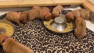 3 Week Old Dogue de Bordeaux Puppies  First Meal of Puppy Gruel [upl. by Kudva]