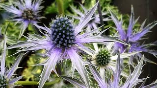 Best Garden Perennials Eryngium Big Blue Sea Holly [upl. by Rabush977]