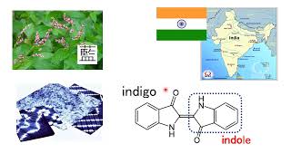 【薬の化学構造名の由来を知ろう！：医薬品化学名語源事典mini】（８）インドール [upl. by Posehn203]