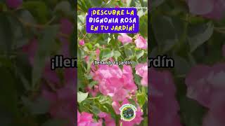 ¡Descubre la Bignonia rosa en tu jardín [upl. by Vasiliki]