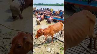 Image of Cattle Market in Rural Bengal 2024  Riverside Village Cattle Market 2024 [upl. by Riehl]