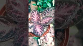 episcia episcias plantas jardin mijardin plantapty [upl. by Behah333]