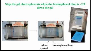 Agarose Gel After Stop Electrophoresis [upl. by Anear542]