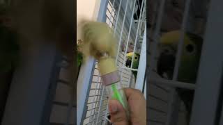 Parrot vs Toy Bird lol😅 [upl. by Rudolph]