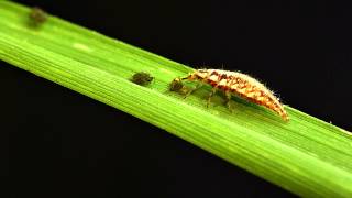 Green lacewing larvae vs bird cherryoat aphid [upl. by Elinad]