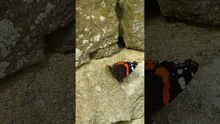 Newly emerged red admiral butterfly drying out on a sunny southfacing wall [upl. by Humberto]