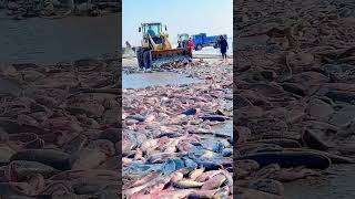 The process of loading fish on the frozen lake ice [upl. by Enaira]