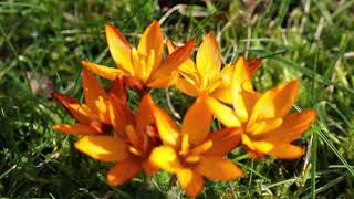 1 minuut natuur crocus balansae orange monarch [upl. by Kampmann]