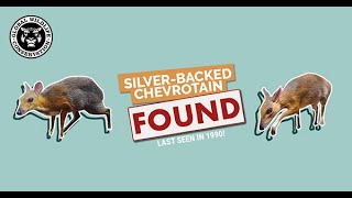 Lost to FOUND Silverbacked Chevrotain Rediscovered in Vietnam [upl. by Ailic]