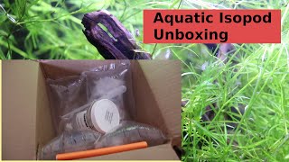 Aquatic Isopod Unboxing quotWaterlousequot  Asellus Aquaticus  quotAquatic Sowbugquot  quotWater Hoglousequot [upl. by Yojenitsirk802]