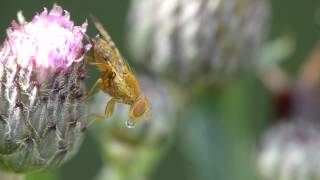 Bohrfliege Xyphosia miliaria Macro Movie  Close up movie [upl. by Llecram]