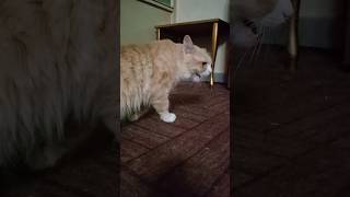 Cat imitating my voice😹😹😹shorts shortvideo cat [upl. by West333]