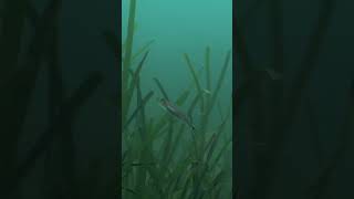 4K Scuba diving amongst a Seagrass meadow at Porthdinllaen Pen Llŷn [upl. by Xer]