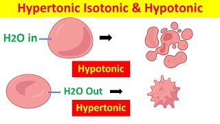 Hypertonic Hypotonic and Isotonic Solutions and Their Effects on Cells [upl. by Nnaasil]