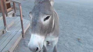 Donkeys in downtown Oatman Arizona Old Rt 66 [upl. by Eerak]