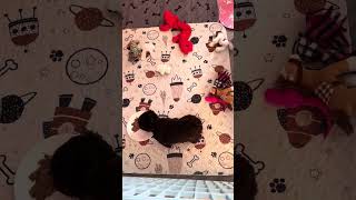 Gracie litter WW video 5 [upl. by Ellatsyrc]