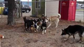 Guardian Angel the Karelian Bear Dog Guardian Miss Populartiy part 1 [upl. by Kelleher]