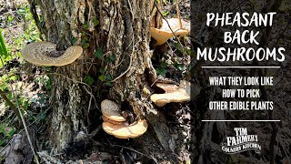 Foraging for Pheasant Back Dryads Saddle Mushrooms [upl. by Regor]