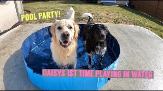 Pool Party  Newfoundland Puppy Plays In Water For The First Time [upl. by Yna]