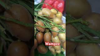 wampee [upl. by Ramoh]