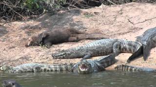 Giant otter and Yacare caiman [upl. by Enilehcim]