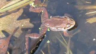 Mating Wood Frogs Rana sylvatica [upl. by Oker]